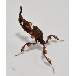 Phyllocrania paradoxa