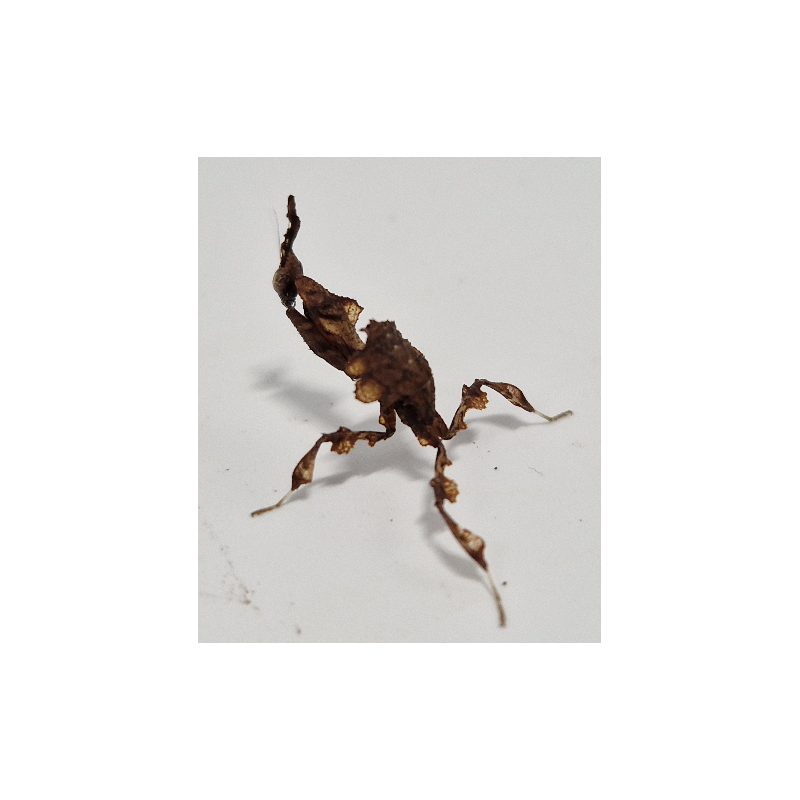 Phyllocrania paradoxa