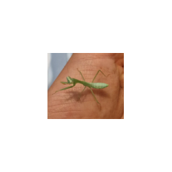 Hierodula venosa