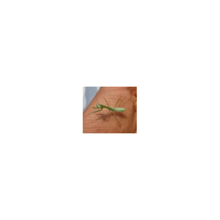 Hierodula venosa