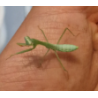 Hierodula venosa