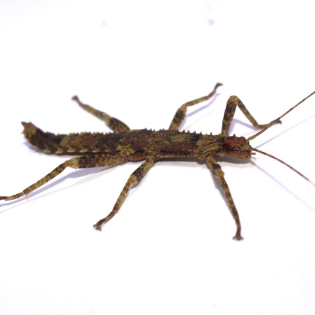 Eurycantha calcarata