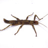 Eurycantha calcarata