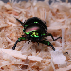Phalacrognathus muelleri