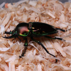 Phalacrognathus muelleri
