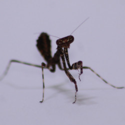Deroplatys lobata