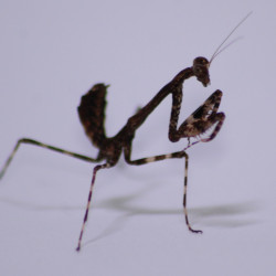 Deroplatys lobata