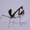 Deroplatys lobata