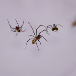 Nephila vitiana