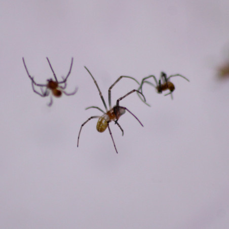Nephila vitiana