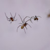 Nephila vitiana