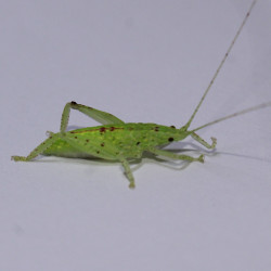 Phyllomimus cf. truncatus
