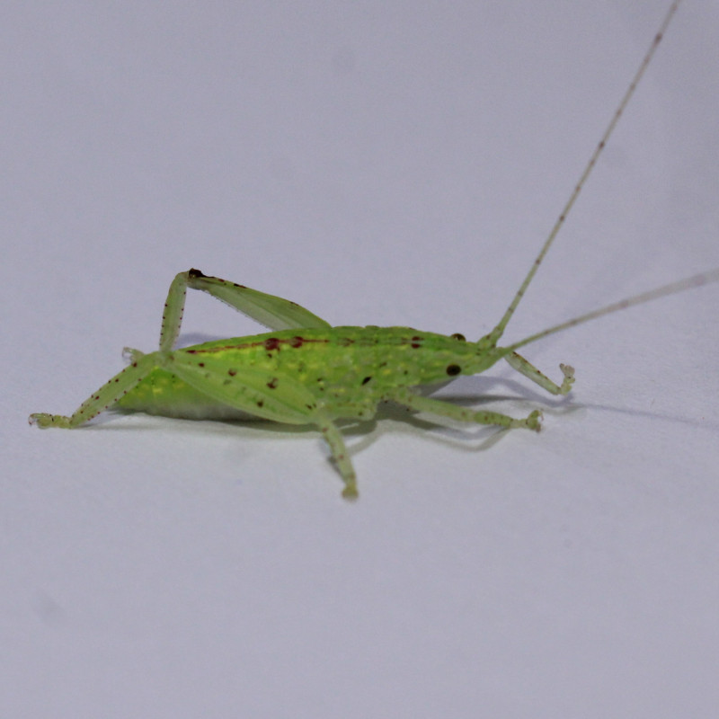 Phyllomimus cf. truncatus