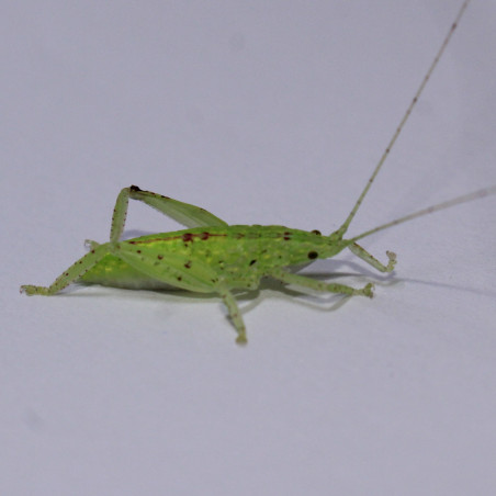 Phyllomimus cf. truncatus