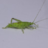 Phyllomimus cf. truncatus