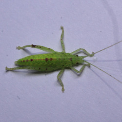 Phyllomimus cf. truncatus