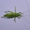 Phyllomimus cf. truncatus