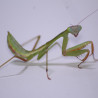 Hierodula sp. Papua