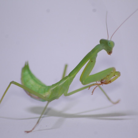 Hierodula venosa