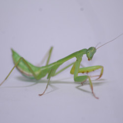 Hierodula venosa