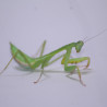 Hierodula venosa