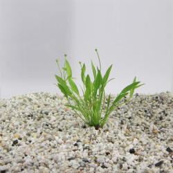 Echinodorus tenellus