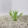 Echinodorus tenellus