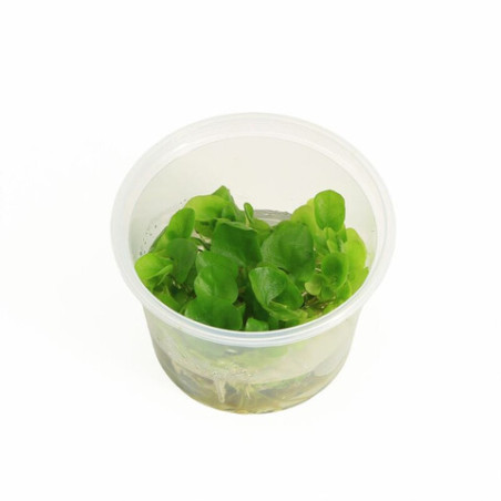 Nymphoides hydrophylla Taiwan