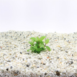 Staurogyne repens
