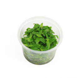 Staurogyne repens