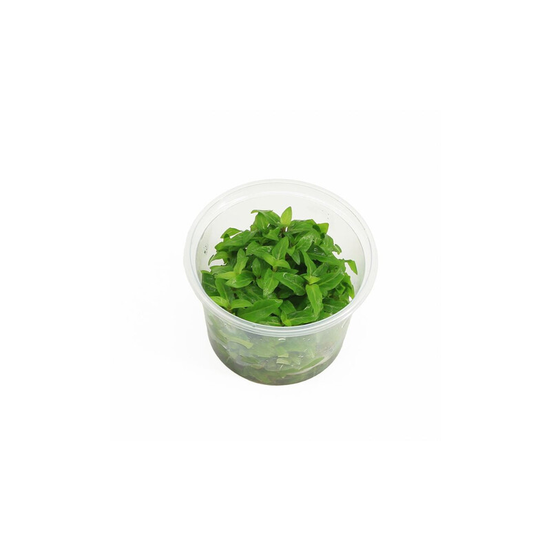 Staurogyne repens