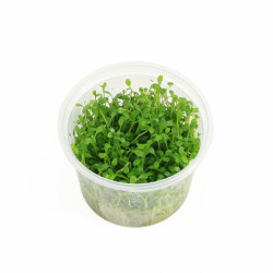 Glossostigma