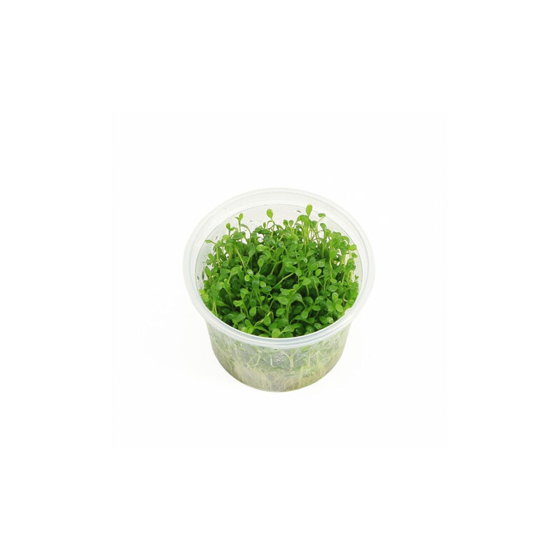 Glossostigma