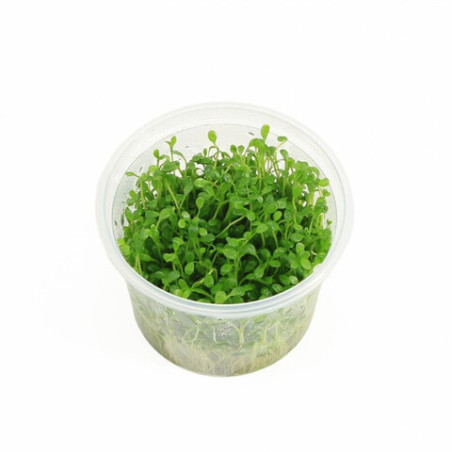 Glossostigma