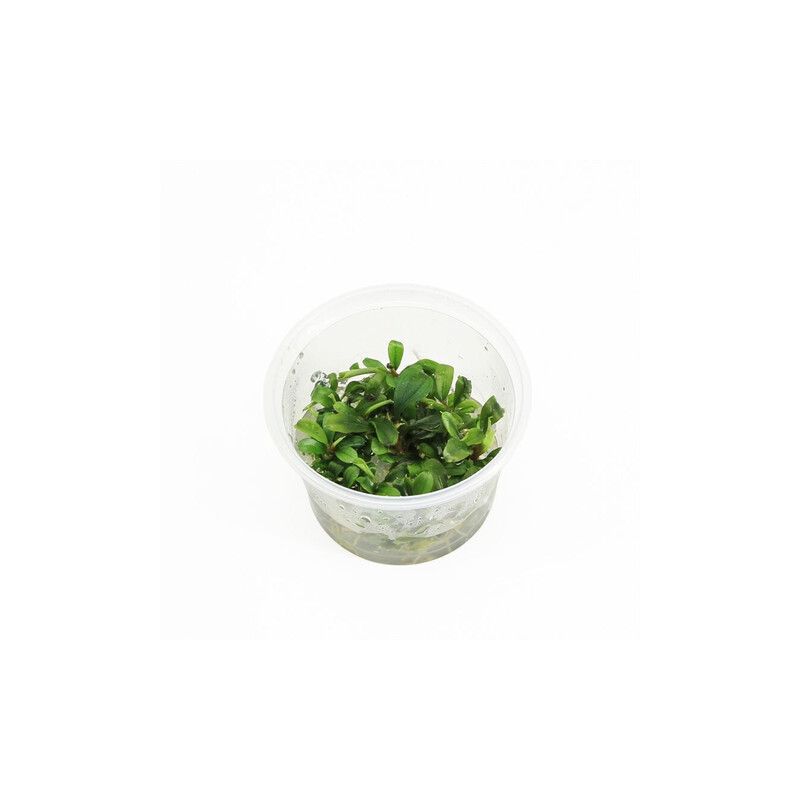 Bucephelandra sp green