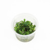 Bucephelandra sp green