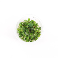 Bucephelandra sp green