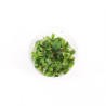 Bucephelandra sp green