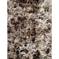 Sphaigne sèche compressé 100gr
