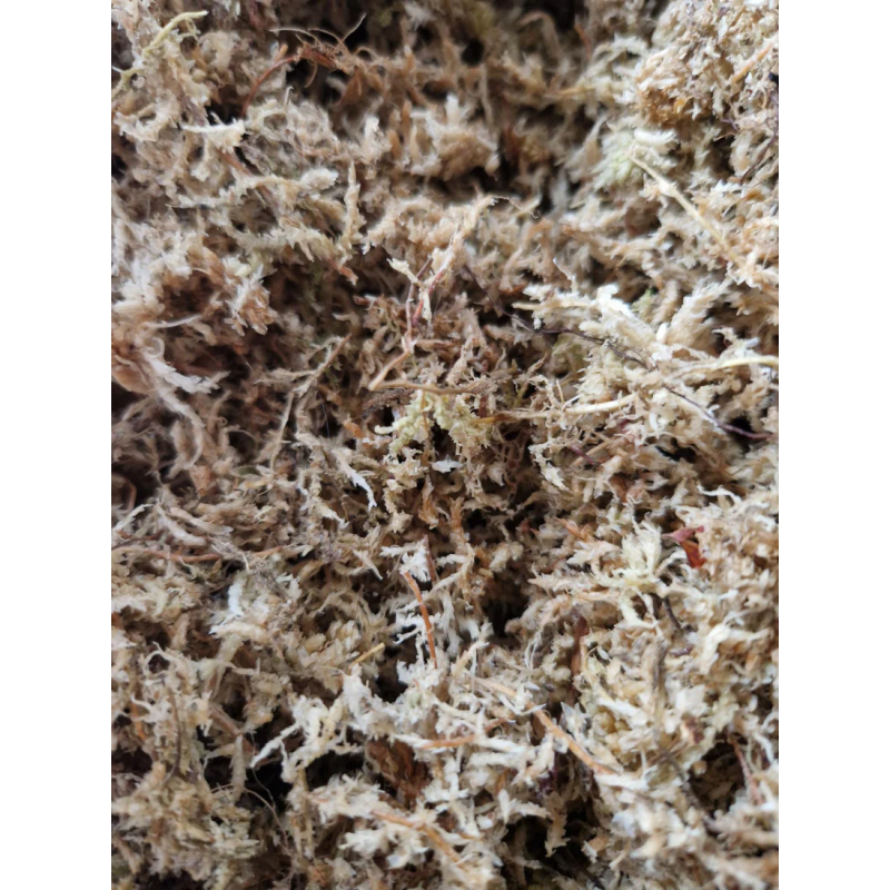Sphaigne sèche compressé 100gr