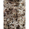 Sphaigne sèche compressé 100gr