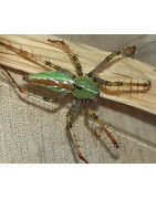Arachnides