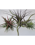 Plantes de terrariums