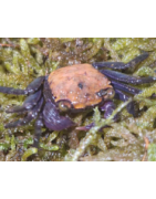 Crabes