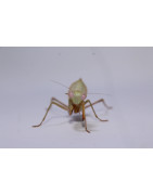 Mantes