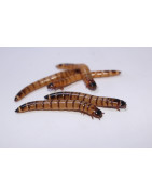 Insectes nourriciers
