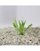 Plantes d'aquariums