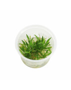 Plantes In Vitro