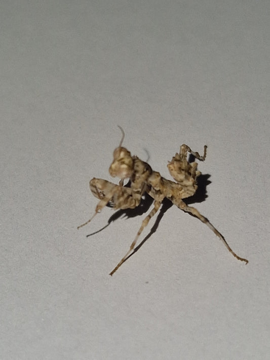 Blepharopsis Mendica