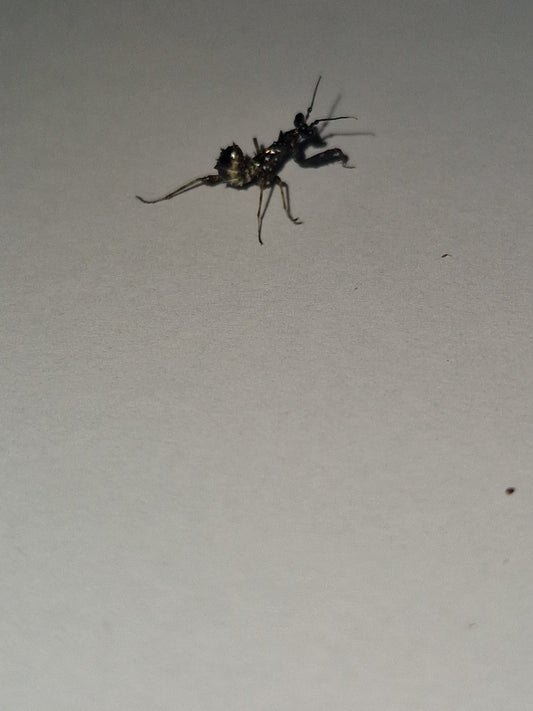 Pseudocreobotra wahlbergii